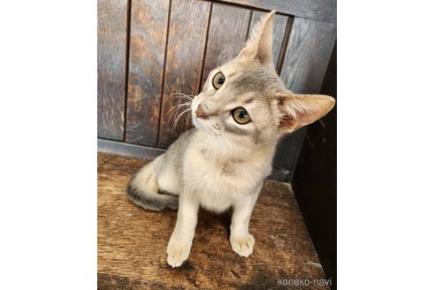 販売中の大阪府のアビシニアン-107321の6枚目