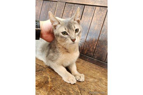 販売中の大阪府のアビシニアン-107321の7枚目