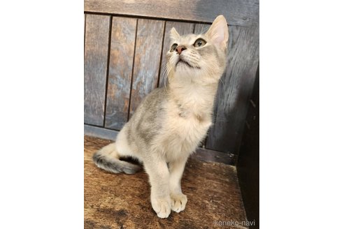 販売中の大阪府のアビシニアン-107321の8枚目