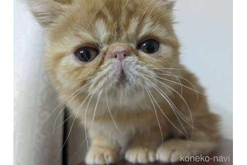 成約済の大阪府のエキゾチックショートヘア-106850の3枚目