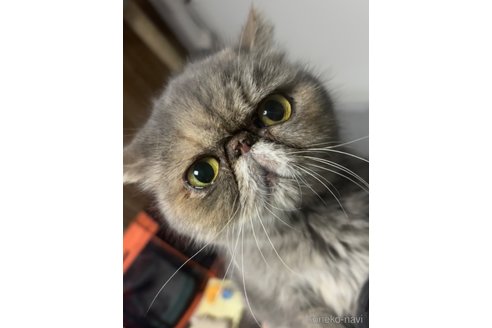商談中の千葉県のエキゾチックショートヘア-82433の4枚目