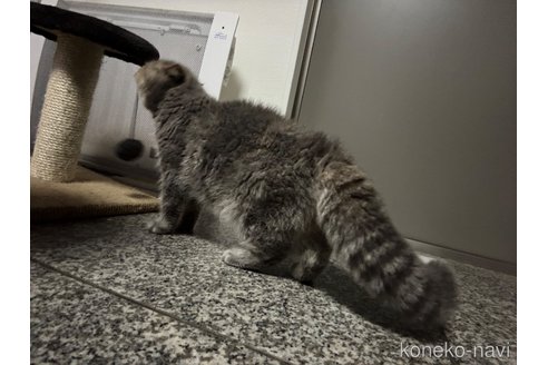 商談中の千葉県のエキゾチックショートヘア-82433の6枚目