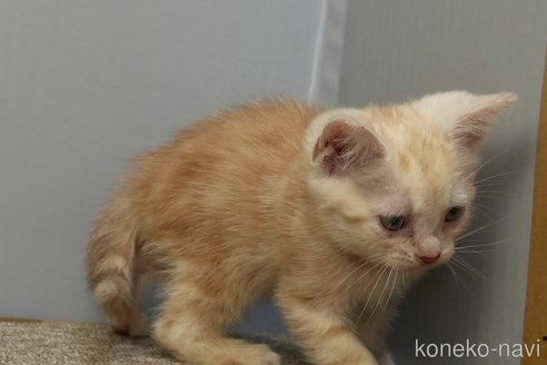 成約済の埼玉県のアメリカンショートヘア-106846の6枚目
