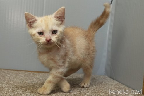 成約済の埼玉県のアメリカンショートヘア-106846の4枚目