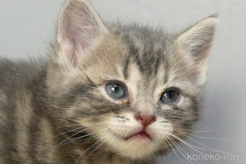 成約済の埼玉県のアメリカンショートヘア-107332の17枚目