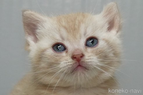 成約済の埼玉県のアメリカンショートヘア-107335の11枚目