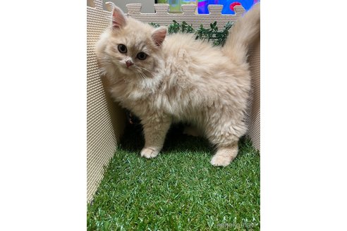 成約済の栃木県のラガマフィン-99893の5枚目