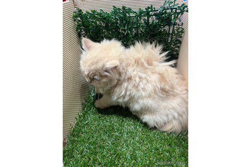 成約済の栃木県のラガマフィン-99568の3枚目