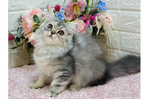 販売中の東京都のラガマフィン-107124の3枚目