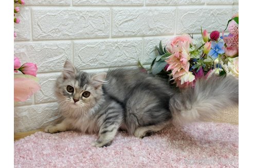 販売中の東京都のラガマフィン-107124の4枚目