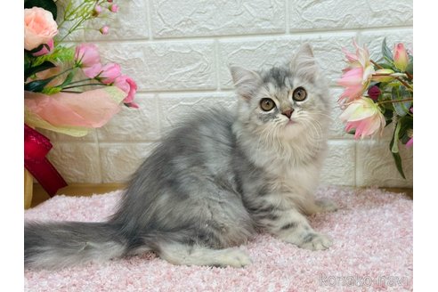 販売中の東京都のラガマフィン-107124の5枚目
