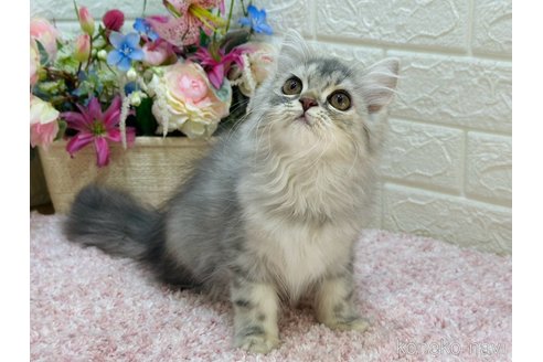 販売中の東京都のラガマフィン-107124の6枚目