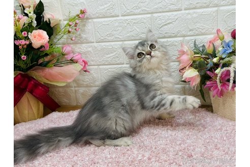 販売中の東京都のラガマフィン-107124の7枚目
