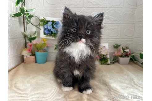 販売中の宮城県のスコティッシュフォールド-104642の6枚目