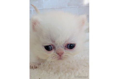 成約済の熊本県のエキゾチックショートヘア-107344の1枚目