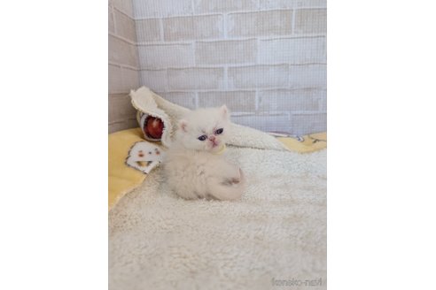 成約済の熊本県のエキゾチックショートヘア-107344の4枚目