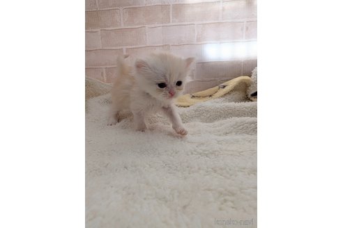 成約済の熊本県のエキゾチックショートヘア-107346の12枚目