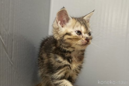 成約済の埼玉県のアメリカンショートヘア-106842の7枚目