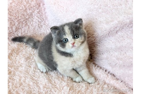 成約済の三重県のスコティッシュフォールド(折れ耳)-107353の4枚目