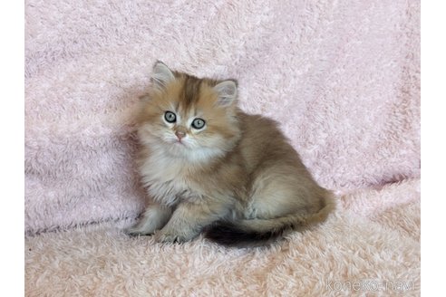 成約済の三重県のブリティッシュショートヘア-107355の2枚目