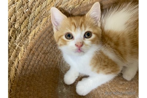 成約済の茨城県のスコティッシュフォールド-103175の1枚目
