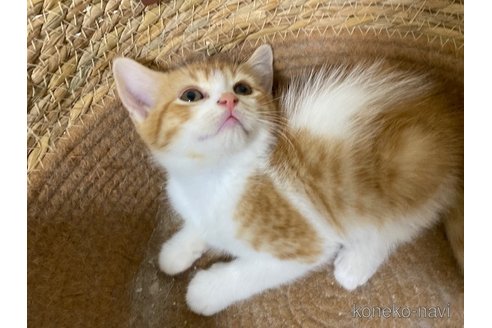 成約済の茨城県のスコティッシュフォールド-103175の2枚目