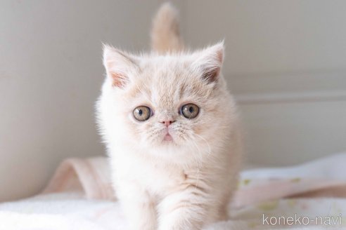 成約済の東京都のエキゾチックショートヘア-104223の10枚目