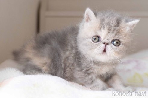 成約済の東京都のエキゾチックショートヘア-107369の33枚目