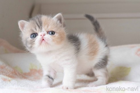 成約済の東京都のエキゾチックショートヘア-107372の3枚目
