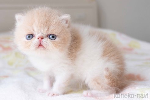 成約済の東京都のエキゾチックショートヘア-107374の5枚目