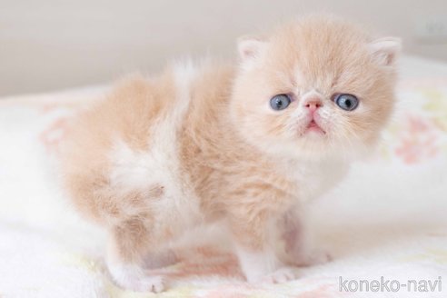 成約済の東京都のエキゾチックショートヘア-107374の2枚目