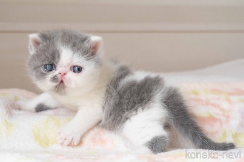 成約済の東京都のエキゾチックショートヘア-107375の34枚目