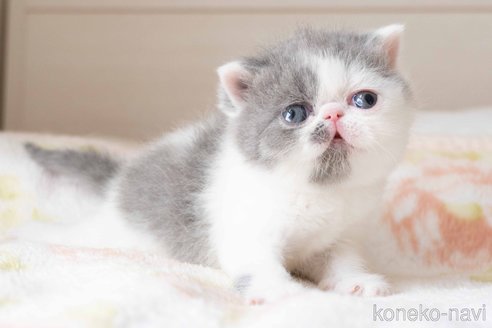 成約済の東京都のエキゾチックショートヘア-107375の33枚目