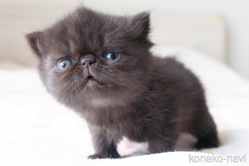 成約済の東京都のエキゾチックショートヘア-107380の2枚目