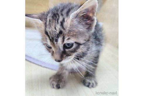 成約済の東京都のベンガル-103285の3枚目