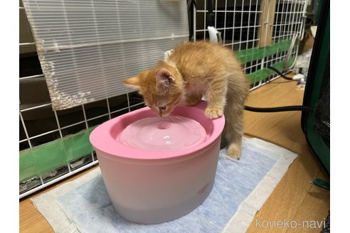 成約済の愛知県のミヌエット-107390の4枚目