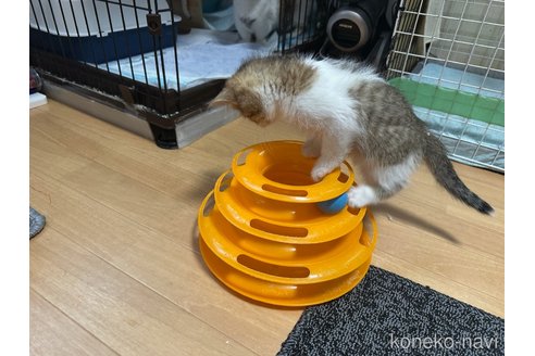 成約済の愛知県のミヌエット-107218の4枚目
