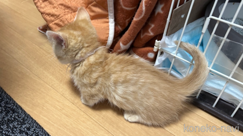 成約済の愛知県のミヌエット(短足)-107392の5枚目
