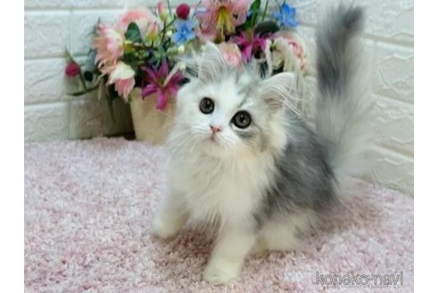 成約済の東京都のラガマフィン-107408の3枚目