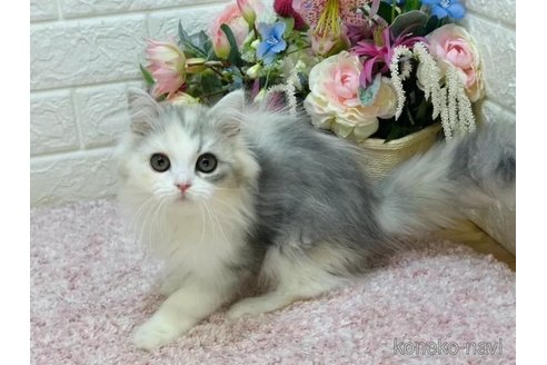 成約済の東京都のラガマフィン-107408の5枚目
