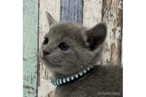 成約済の北海道のロシアンブルー-107418の1枚目