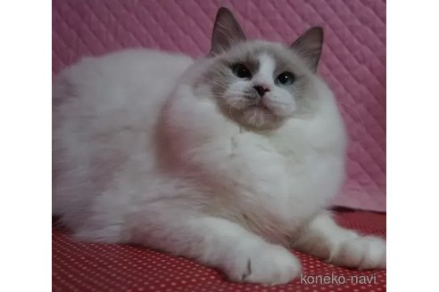 成約済の静岡県のラグドール-107423の5枚目