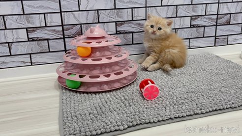 成約済の福岡県のマンチカン-107434の4枚目