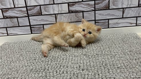 成約済の福岡県のマンチカン-107434の2枚目