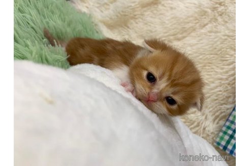 成約済の大阪府のスコティッシュフォールド(折れ耳)-107437の2枚目