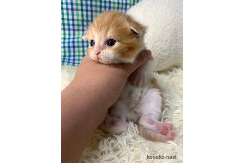成約済の大阪府のスコティッシュフォールド(折れ耳)-107437の3枚目