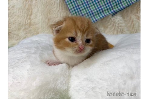 成約済の大阪府のスコティッシュフォールド(折れ耳)-107437の4枚目