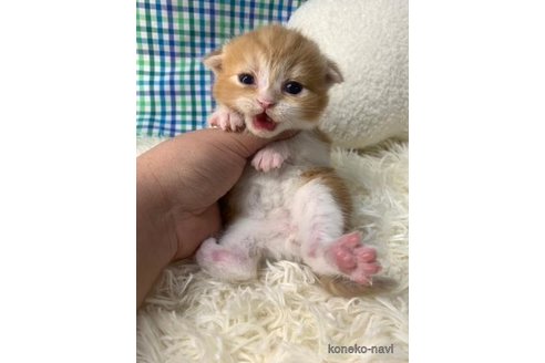 成約済の大阪府のスコティッシュフォールド(折れ耳)-107437の5枚目