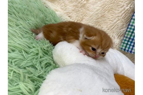 成約済の大阪府のスコティッシュフォールド(折れ耳)-107437の6枚目