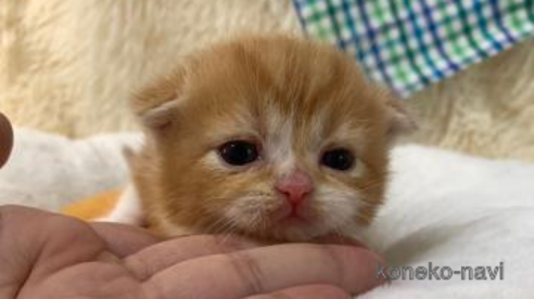 成約済の大阪府のスコティッシュフォールド(折れ耳)-107437の1枚目